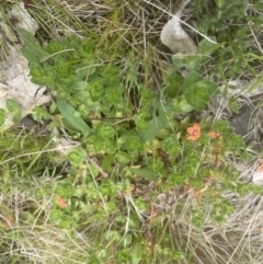 Lysimachia arvensis at Molonglo Valley, ACT - 2 Oct 2022