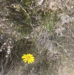 Microseris walteri at Molonglo Valley, ACT - 2 Oct 2022