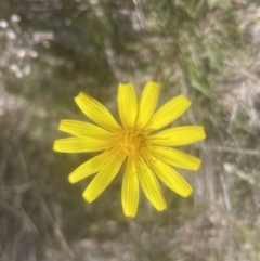 Microseris walteri at Aranda, ACT - 2 Oct 2022