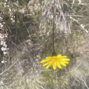 Microseris walteri at Molonglo Valley, ACT - 2 Oct 2022