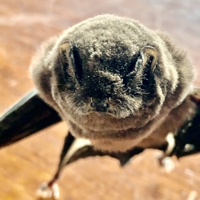 Miniopterus orianae oceanensis (Eastern Bent-wing, Large Bent-wing Bat) at Corrowong, NSW - 2 Oct 2022 by BlackFlat