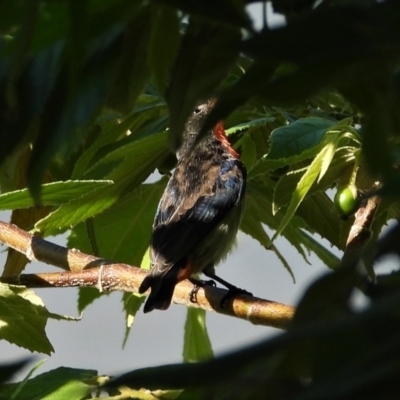 Dicaeum hirundinaceum (Mistletoebird) at Cranbrook, QLD - 14 May 2022 by TerryS