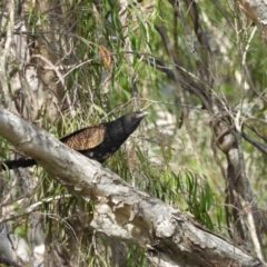 Centropus phasianinus (Pheasant Coucal) at Mount Stuart, QLD - 10 Sep 2022 by TerryS