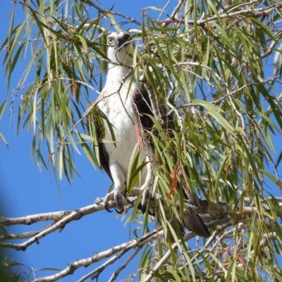 Pandion haliaetus (Osprey) at Cranbrook, QLD - 17 Sep 2022 by TerryS