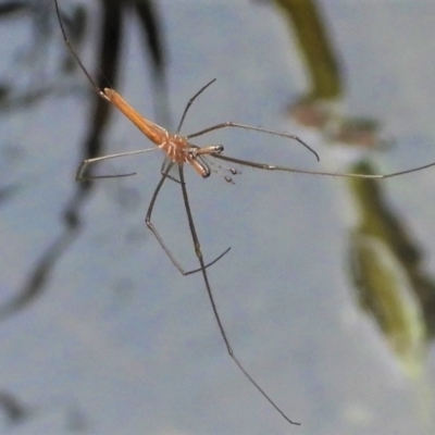 Tetragnatha sp. (genus) at Kelso, QLD - 24 Sep 2022 by TerryS