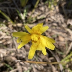 Microseris walteri (Yam Daisy, Murnong) at Aranda, ACT - 1 Oct 2022 by Jenny54