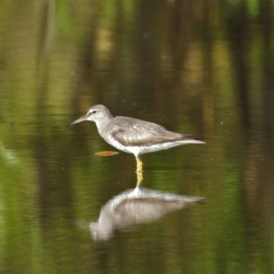 Tringa brevipes (Grey-tailed Tattler) at Bushland Beach, QLD - 1 Oct 2022 by TerryS