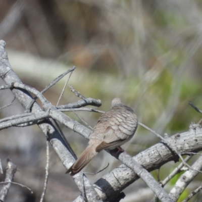 Geopelia placida (Peaceful Dove) at Bushland Beach, QLD - 2 Oct 2022 by TerryS