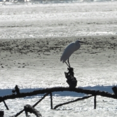 Egretta garzetta (Little Egret) at Bushland Beach, QLD - 1 Oct 2022 by TerryS