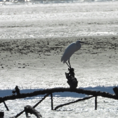 Egretta garzetta (Little Egret) at Bushland Beach, QLD - 1 Oct 2022 by TerryS