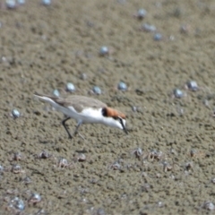 Anarhynchus ruficapillus (Red-capped Plover) at Beach Holm, QLD - 1 Oct 2022 by TerryS