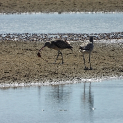 Numenius madagascariensis (Eastern Curlew) at Beach Holm, QLD - 1 Oct 2022 by TerryS