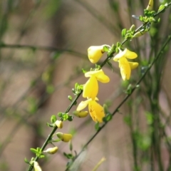 Cytisus scoparius subsp. scoparius (Scotch Broom, Broom, English Broom) at Yackandandah, VIC - 2 Oct 2022 by KylieWaldon