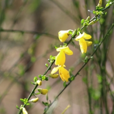 Cytisus scoparius subsp. scoparius (Scotch Broom, Broom, English Broom) at Yackandandah, VIC - 2 Oct 2022 by KylieWaldon