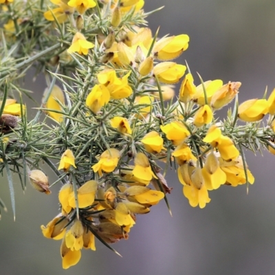 Ulex europaeus (Gorse) at Yackandandah, VIC - 2 Oct 2022 by KylieWaldon