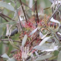 Amyema quandang var. quandang (Grey Mistletoe) at Yackandandah, VIC - 2 Oct 2022 by KylieWaldon
