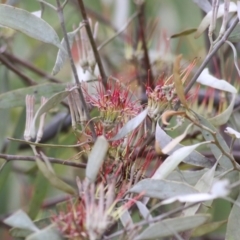 Amyema quandang var. quandang (Grey Mistletoe) at Yackandandah, VIC - 1 Oct 2022 by KylieWaldon