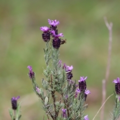 Lavandula stoechas (Spanish Lavender or Topped Lavender) at Yackandandah, VIC - 1 Oct 2022 by KylieWaldon