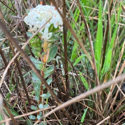Pimelea (genus) (Rice Flower) at Fentons Creek, VIC - 26 Sep 2022 by KL
