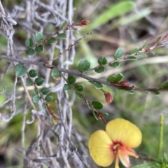 Bossiaea buxifolia (Matted Bossiaea) at Sutton, NSW - 2 Oct 2022 by JVR