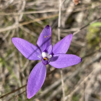 Glossodia major (Wax Lip Orchid) at Sutton, NSW - 2 Oct 2022 by JVR