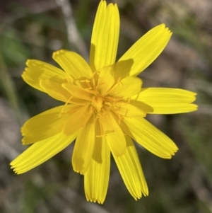 Microseris walteri at Sutton, NSW - 2 Oct 2022