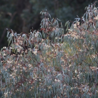 Eucalyptus melliodora (Yellow Box) at West Wodonga, VIC - 1 Oct 2022 by KylieWaldon