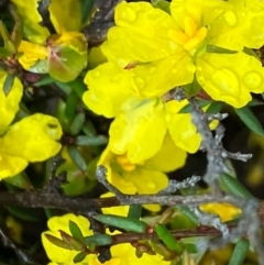 Hibbertia exutiacies (Spiky Guinea-flower) at Fentons Creek, VIC - 26 Sep 2022 by KL