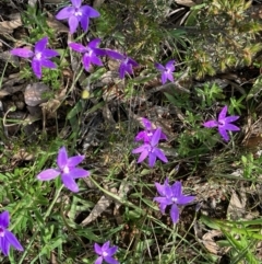 Glossodia major (Wax Lip Orchid) at Dalyenong, VIC - 28 Sep 2022 by KL