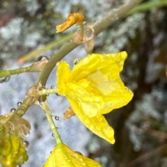 Bulbine bulbosa (Golden Lily) at Fentons Creek, VIC - 26 Sep 2022 by KL