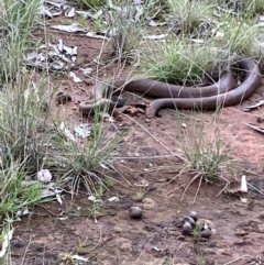 Pseudonaja textilis (Eastern Brown Snake) at Fentons Creek, VIC - 27 Sep 2022 by KL