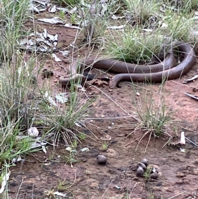 Unidentified Snake at Fentons Creek, VIC - 27 Sep 2022 by KL