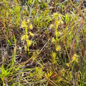 Drosera sp. at Jerrabomberra, ACT - 2 Oct 2022 05:06 PM