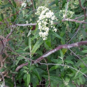 Olearia lirata at Hawker, ACT - 2 Oct 2022