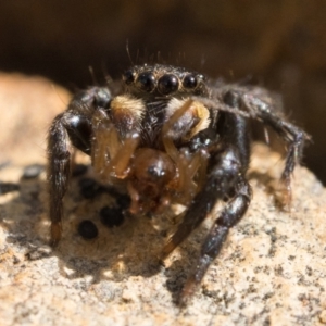 Maratus griseus at Coree, ACT - 2 Oct 2022 10:00 AM