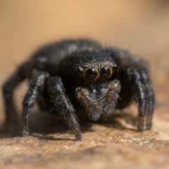 Maratus griseus at Coree, ACT - 2 Oct 2022 10:00 AM