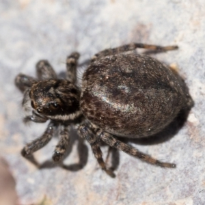 Maratus griseus at Coree, ACT - 2 Oct 2022