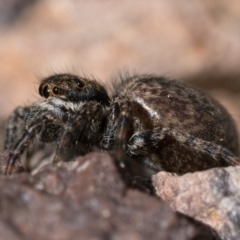 Maratus griseus at Coree, ACT - 2 Oct 2022 10:00 AM