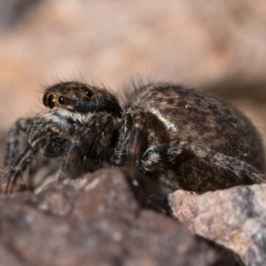 Maratus griseus at Coree, ACT - 2 Oct 2022