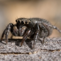 Maratus griseus at Coree, ACT - 2 Oct 2022 10:00 AM