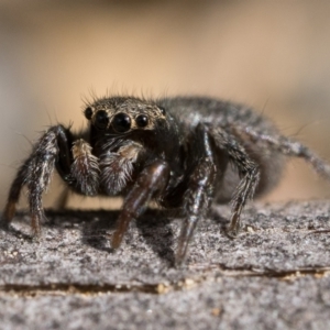 Maratus griseus at Coree, ACT - 2 Oct 2022