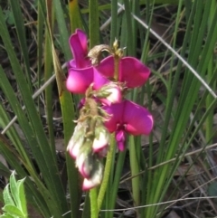 Swainsona sericea (Silky Swainson-Pea) at Hawker, ACT - 2 Oct 2022 by sangio7