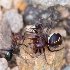 Habronestes bradleyi (Bradley's Ant-Eating Spider) at Coree, ACT - 2 Oct 2022 by patrickcox