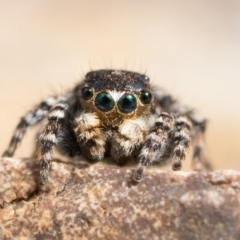 Euophryinae sp. (Rockhopper) undescribed (Euophryinae sp. (Rockhopper) undescribed) at Coree, ACT - 2 Oct 2022 by patrickcox