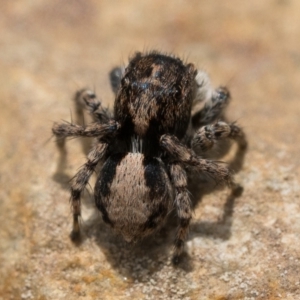 Euophryinae sp. (Rockhopper) undescribed at Coree, ACT - 2 Oct 2022