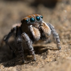 Maratus plumosus (Plumed Peacock Spider) at Sherwood Forest - 2 Oct 2022 by patrickcox