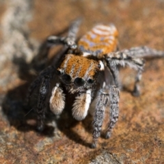 Maratus plumosus at Coree, ACT - 2 Oct 2022 10:00 AM