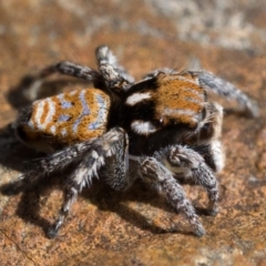 Maratus plumosus at Coree, ACT - 2 Oct 2022