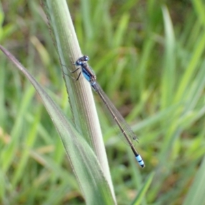 Ischnura heterosticta at Murrumbateman, NSW - 2 Oct 2022