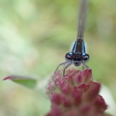 Ischnura heterosticta at Murrumbateman, NSW - 2 Oct 2022